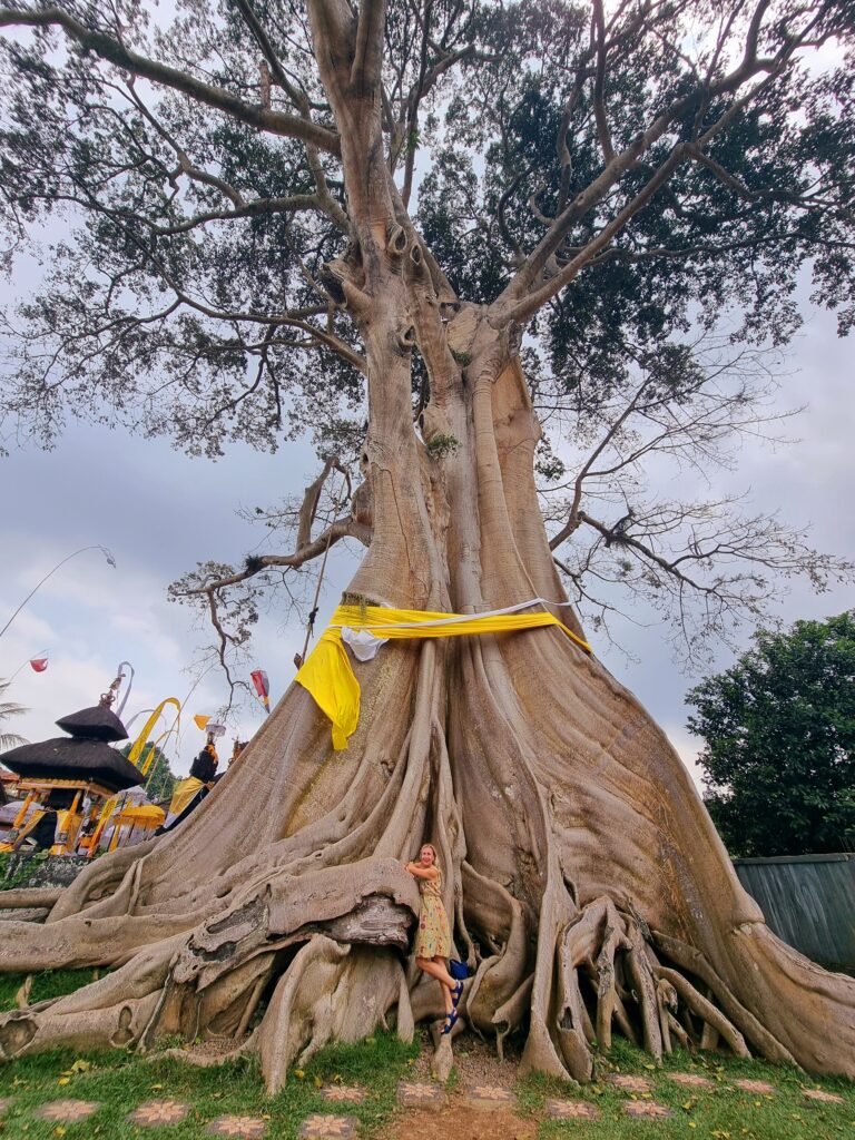 Bali: l'albero di fico gigante Kayu Putih